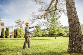 Best Tree Disease Treatment  in Warren, IL