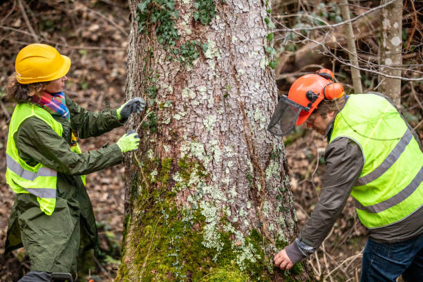 Best Commercial Tree Services  in Warren, IL