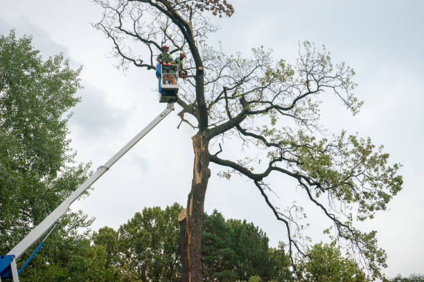 Best Hazardous Tree Removal  in Warren, IL