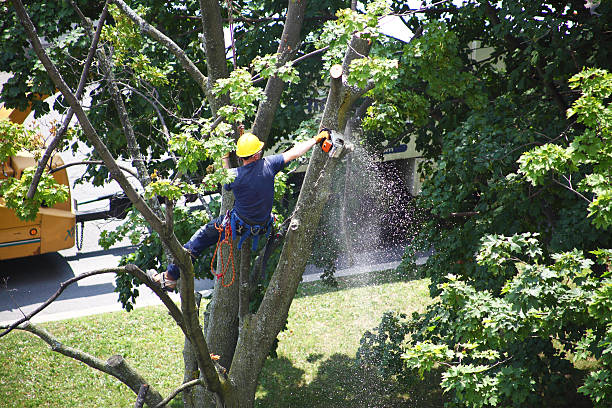 Best Lot and Land Clearing  in Warren, IL