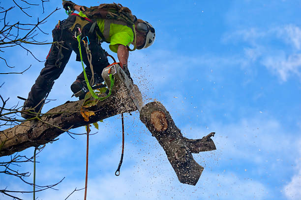 Best Arborist Consultation Services  in Warren, IL