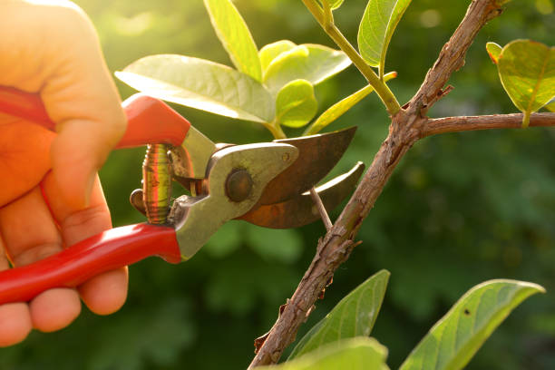 How Our Tree Care Process Works  in  Warren, IL